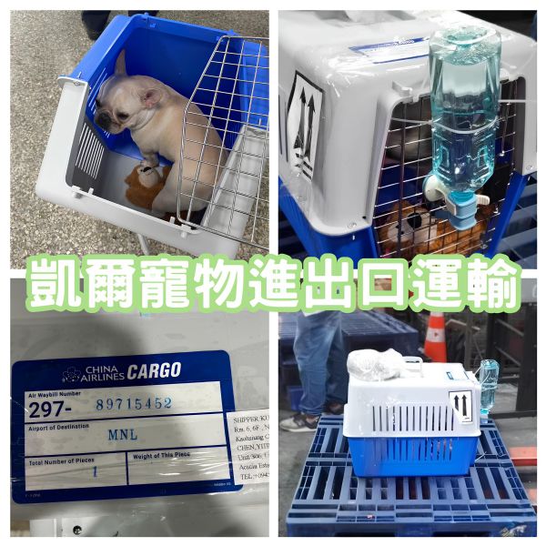 2023/12/15 『菲律賓』法國鬥牛犬cargo菲律賓+菲律賓清關送到府~~~